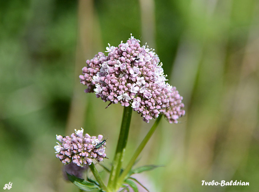 baldrian ubest DSC_1373