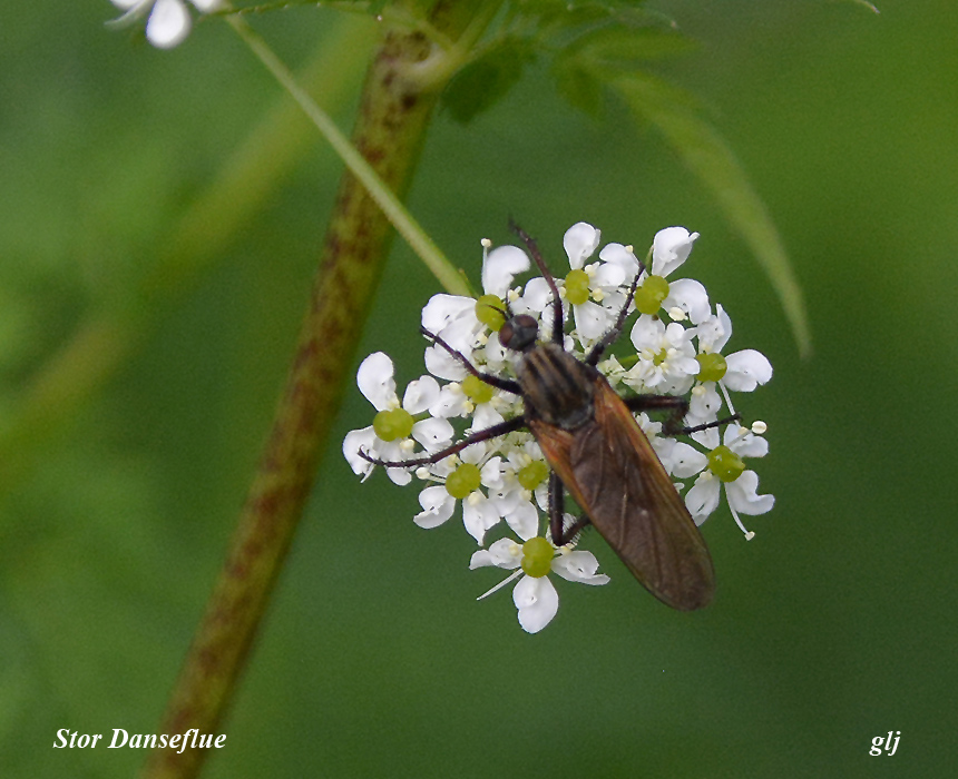 flue danse stor  DSC_1803
