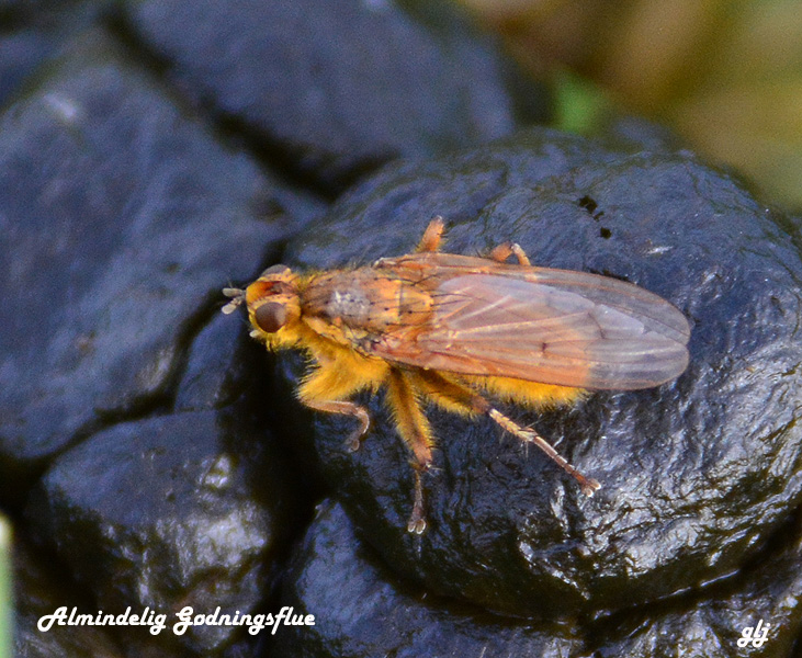 flue gødnings alm  DSC_1999