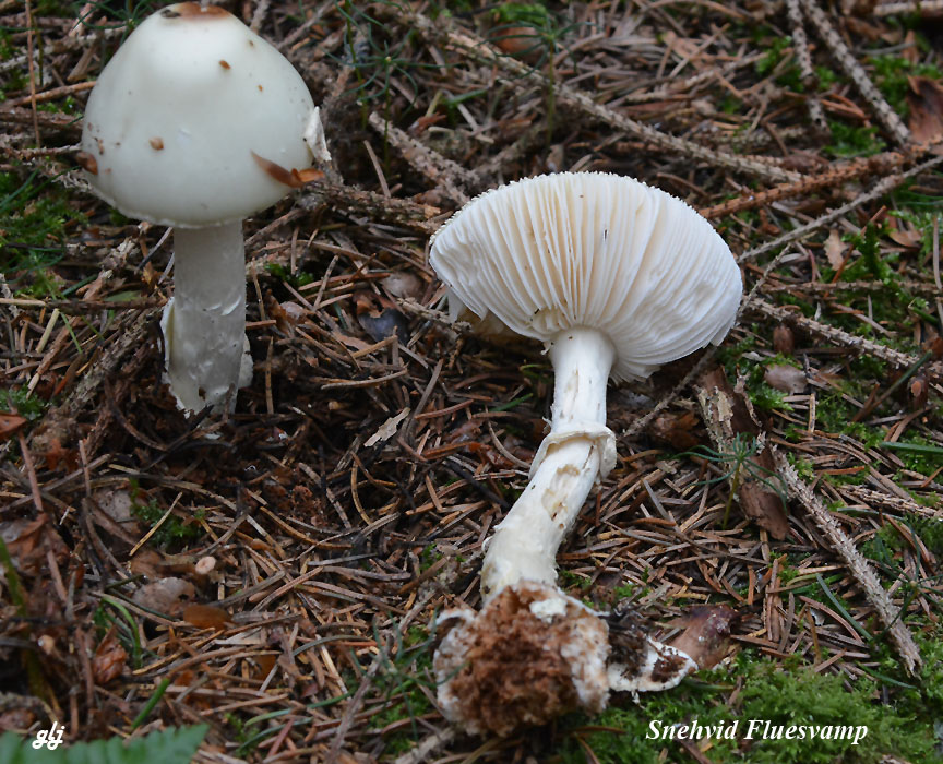 fluesvamp snehvid DSC_0837