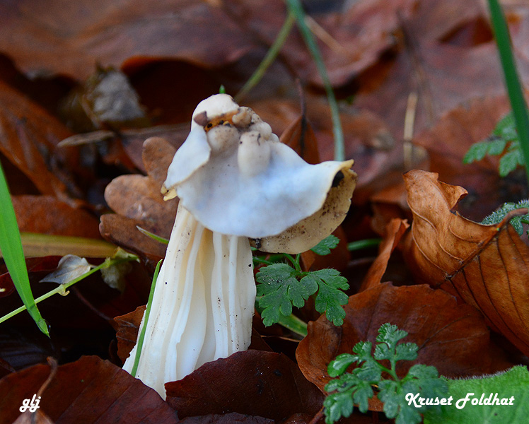 foldhat kruset DSC_2784