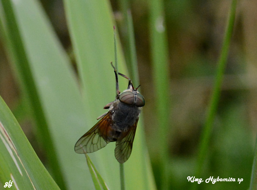 klæg Hybomitra sp DSC_3303