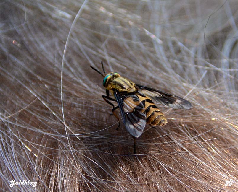 klæg guld  DSC_4528