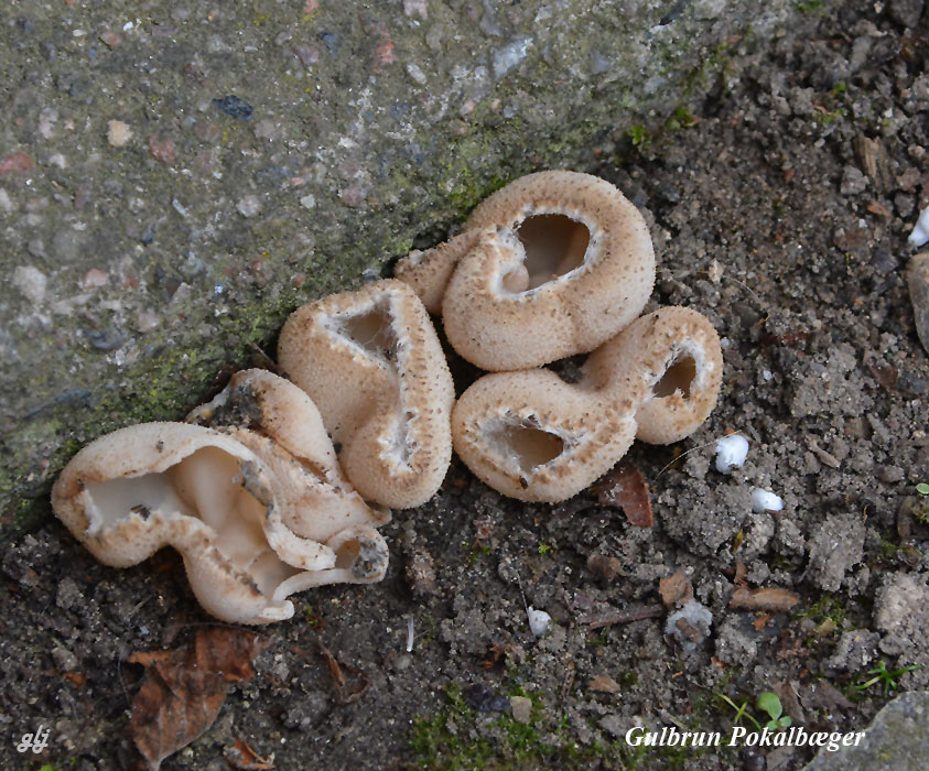 pokalbæger gulbrun DSC_0099
