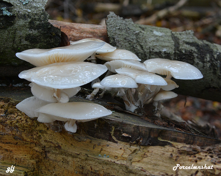 porcelænshat DSC_1038(1)