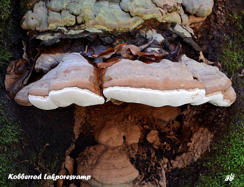 poresvamp lak kobberrød DSC_2019