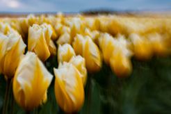 Yellow Tulips 