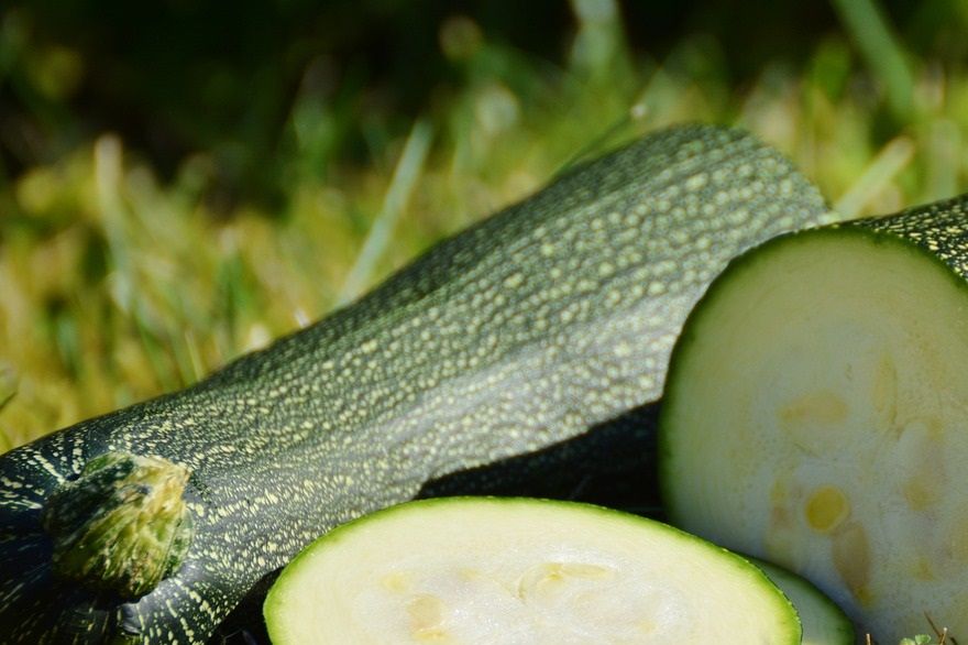 Great tasting zucchini