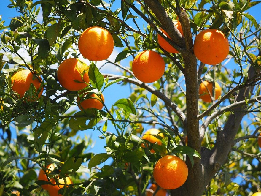 Nothing like the smell of orange zest