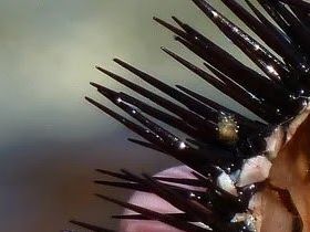 Fresh sea urchin ready to eat.
