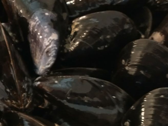 Fresh mussels ready to be cleaned