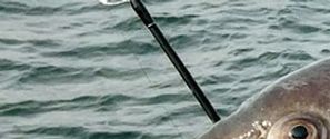 Blackfish were caught and brought home to cook.