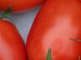 Roma tomatoes ripened to perfection.