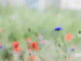 May flowers