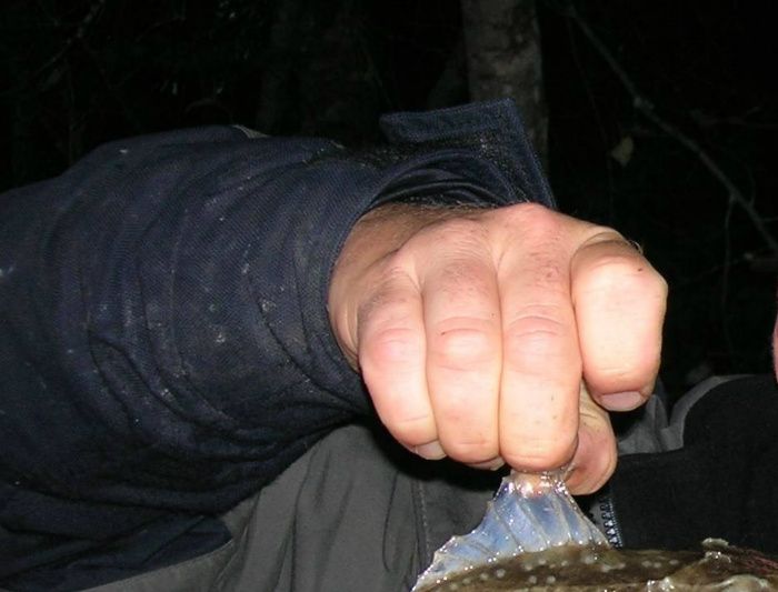Hornsimpa 310 gr Uffe Ahlinder 2006 Norrtälje skärgård mete