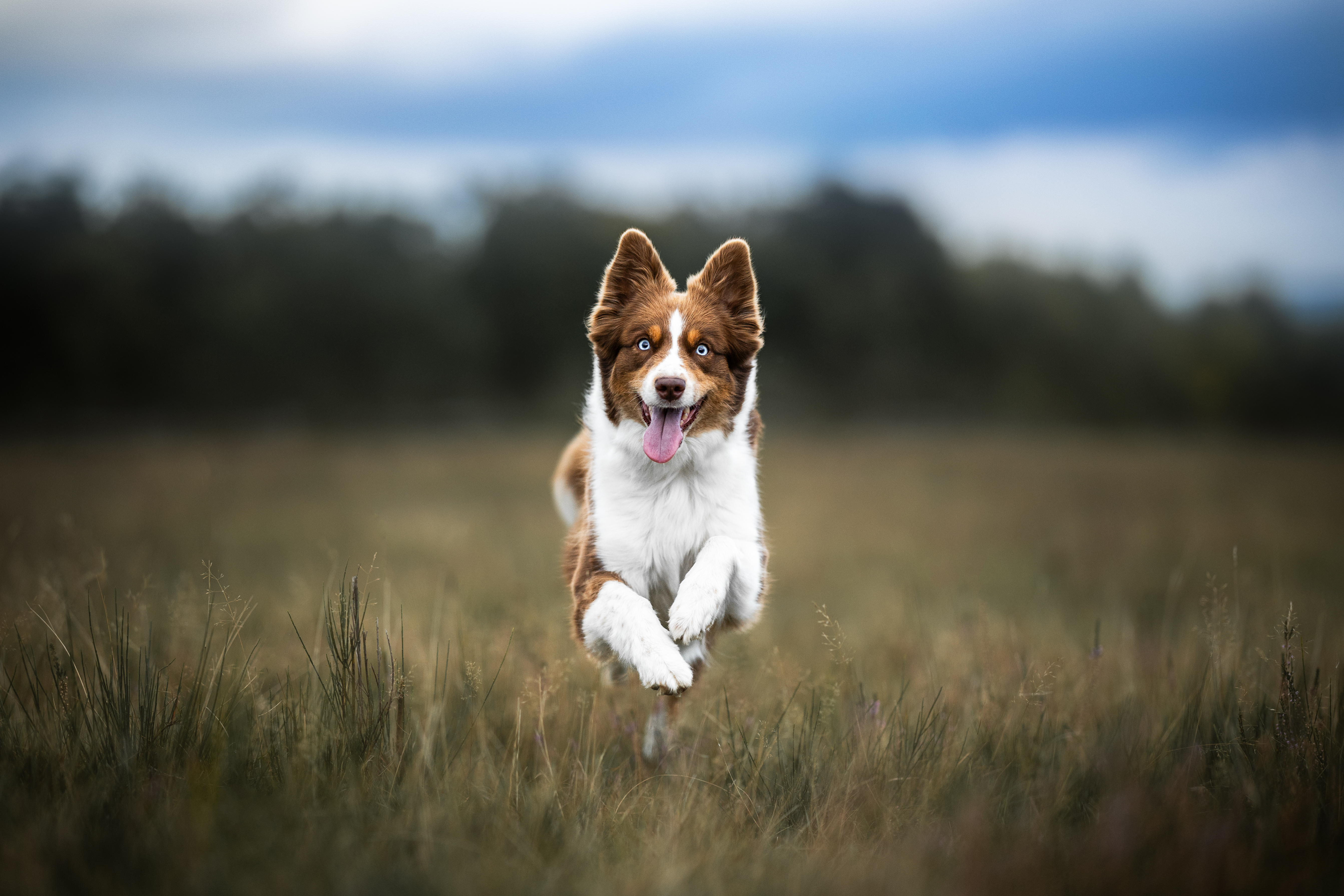 _A2A2438-Bearbeitet