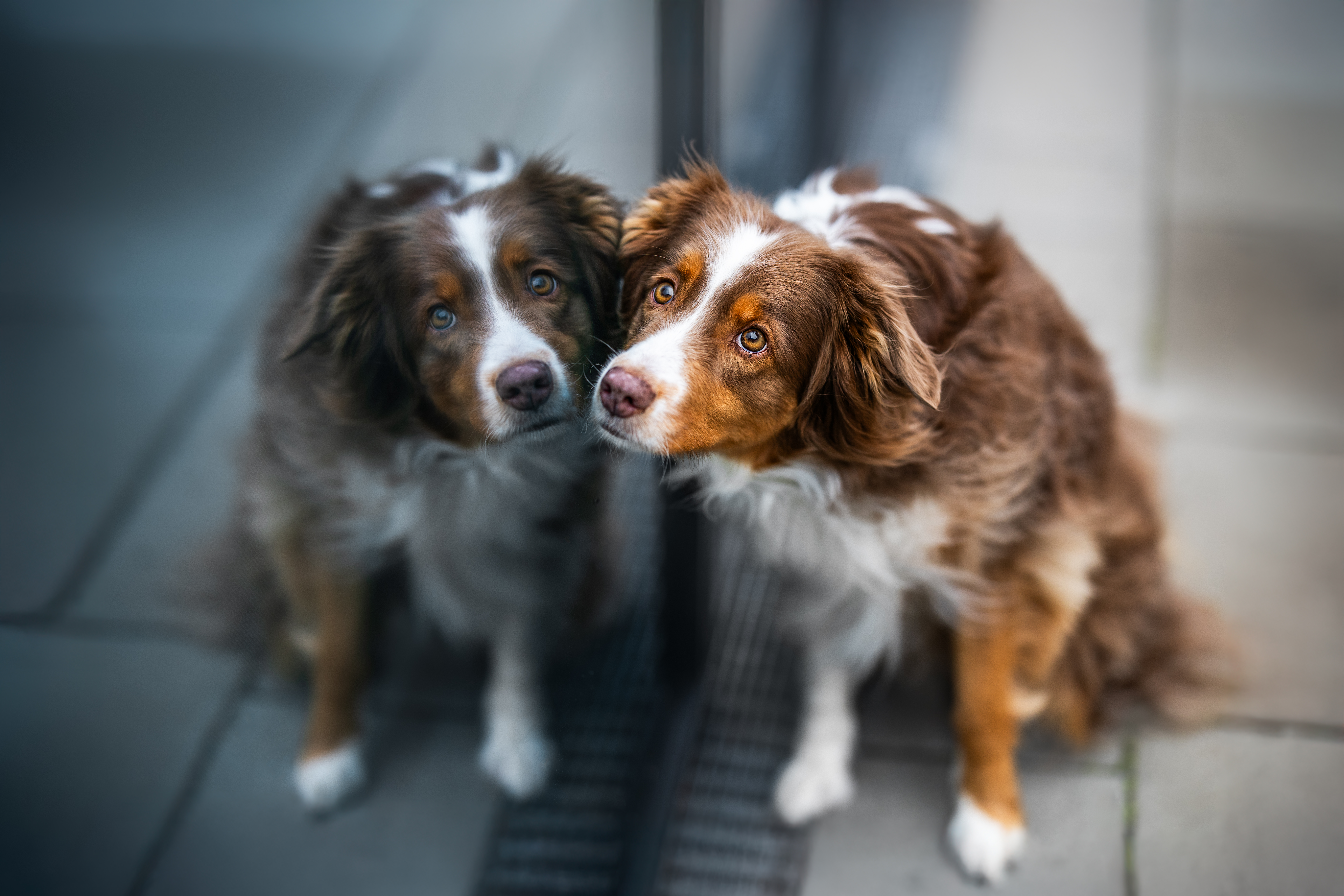 Hundefotografie Wien