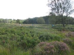 IMG_1781-1
