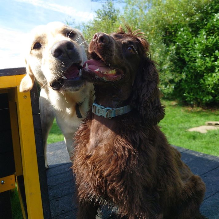 Glencoe Kennels and Cattery (10)