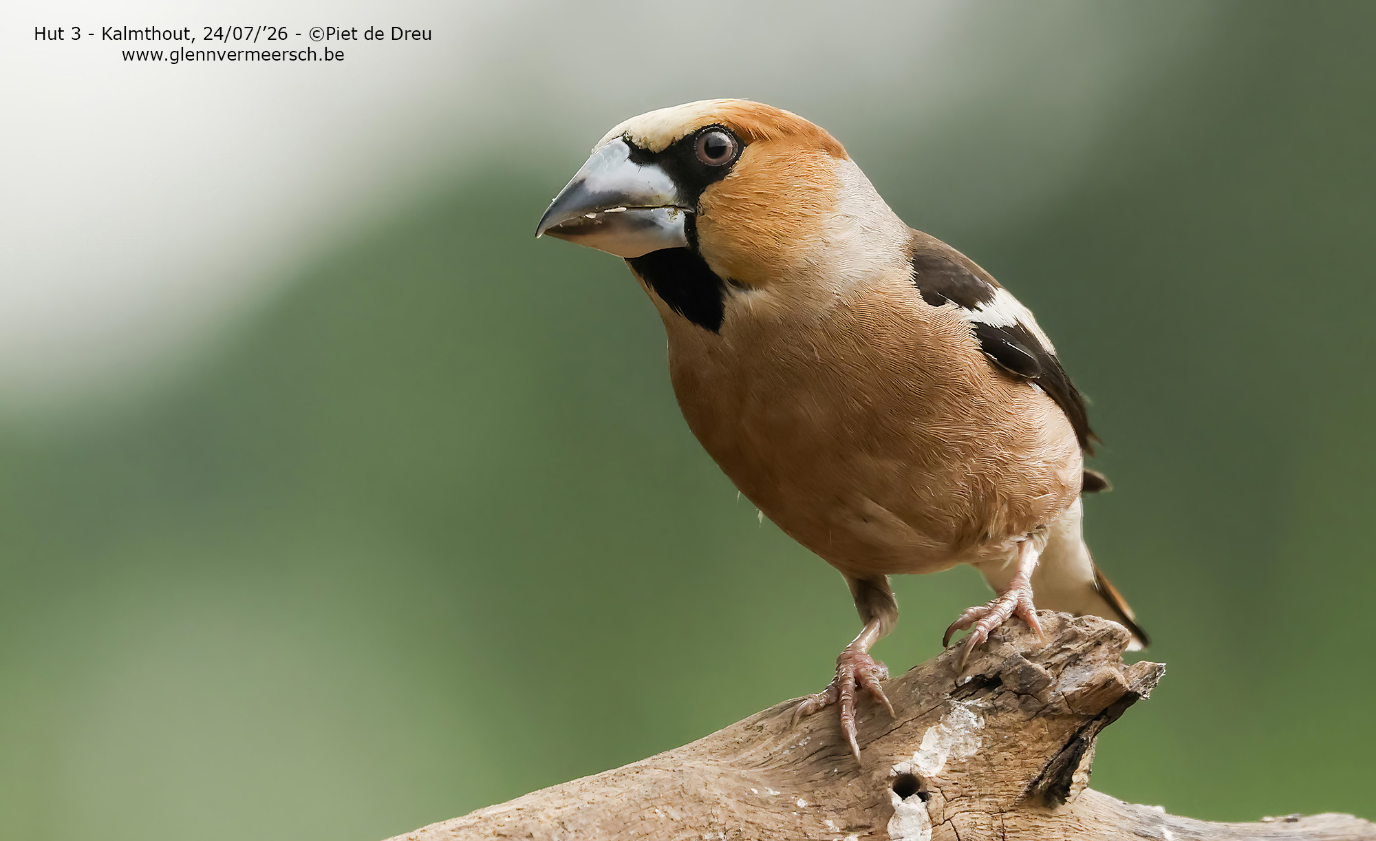 Appelvink12000PietDeDreu240726