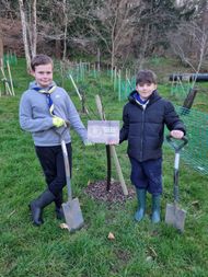 Thatchers Apple Trees 2