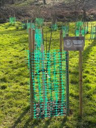 Thatchers Apple Trees 3