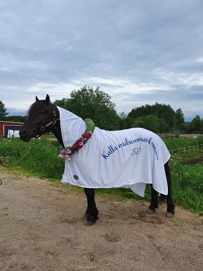 Grisleprinsen G.L. Seiret og vant Midtsommerkransen på Skellefteå 2021
