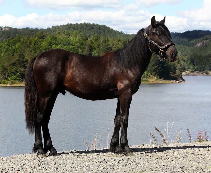 Grisle Lynet G.L. f. 2021
(Fotograf: Arild Hansen)