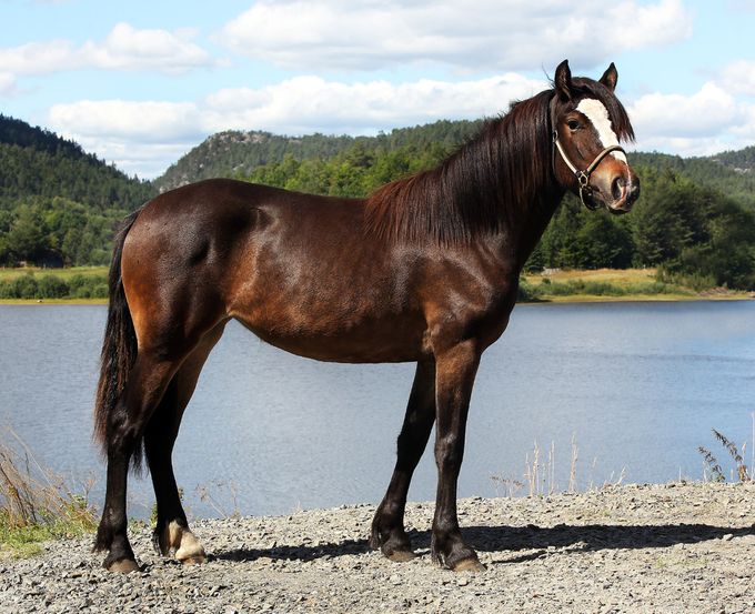Lille Rose G.L. f. 2021
(Fotograf: Arild Hansen)