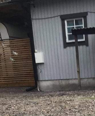 Bluetimes Code of faith

Röntgad med A höfter Ed Ua samt ögonlyst Ua .
Visad på Rasträffen i Borensberg Med Excillent samt Hederspris och Bästa Junior 2 