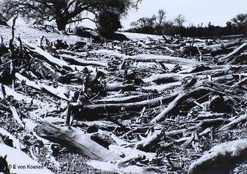 Kuiseb River Driftwood