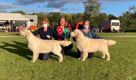 Danish retriever club- BOB/BOS