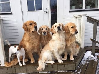 Kennel Gleaming