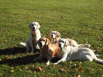 Golden Friendship
