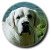 Kennel Sheerline