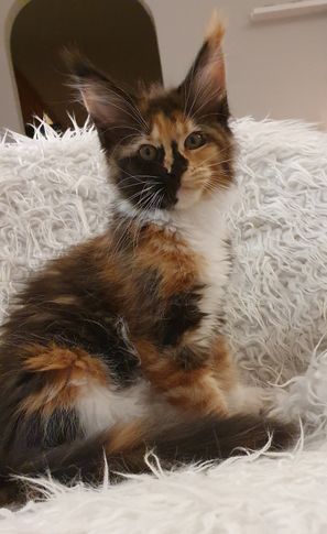 CopyCat 12 veckor2