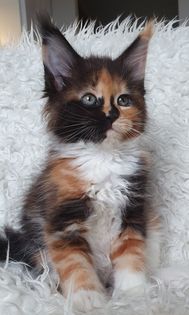 Copycat 8,5veckor
