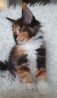 Copycat 8,5veckor2