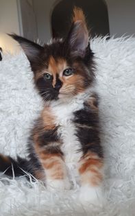 Copycat 8,5veckor5