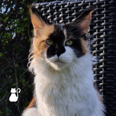 SE*Big Lynx´s Thyme