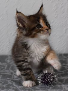 FB_IMG_1596031407983