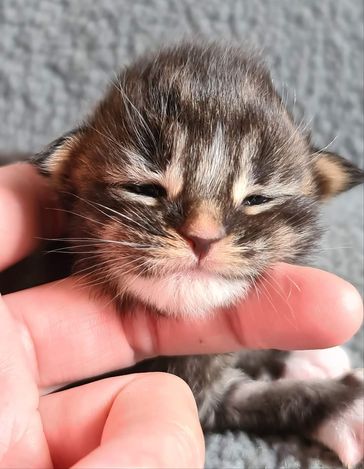 Marshmallow 10 dagar 