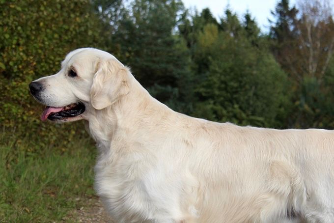Marley 4 år