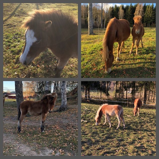 Nu närmar det sig för våra sålda föl att lämna gården och ge sig iväg på nya äventyr!😊