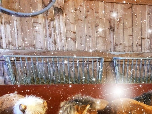 Vi på Brunskogs Stuteri vill passa på att tacka alla som vi har haft och gjort med för året som har gått! Nu ser vi fram emot ett nytt år med våra härliga russar!