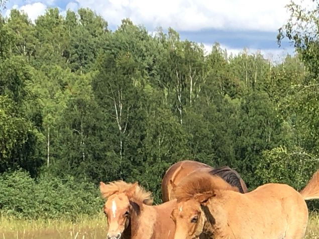 Finns fortfarande några föl kvar som är till salu, så gå gärna in och kika under ”Föl till salu 2020” om du är intresserad!