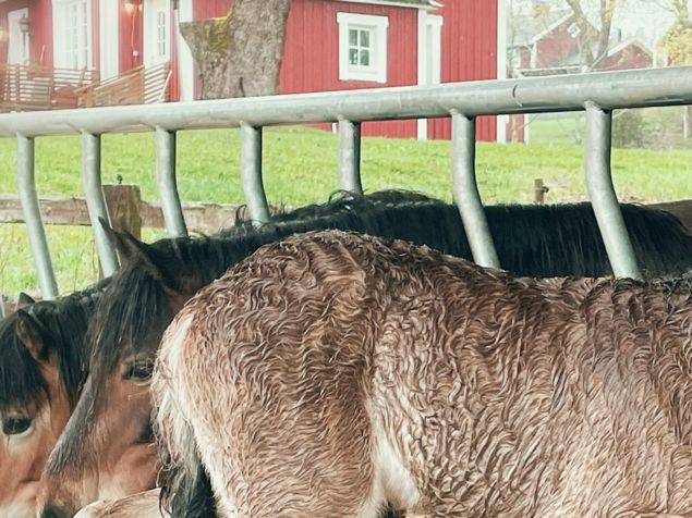 Fler bilder kommer inom kort! Gå gärna in på ”Föl till salu” för mer info!