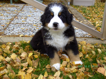 Frodo November 2007