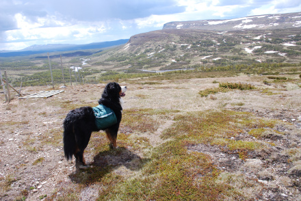 Måste man bära sin mat ? Frodo på fjällvandring