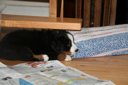 Bilbo unde trappen 3½vecka